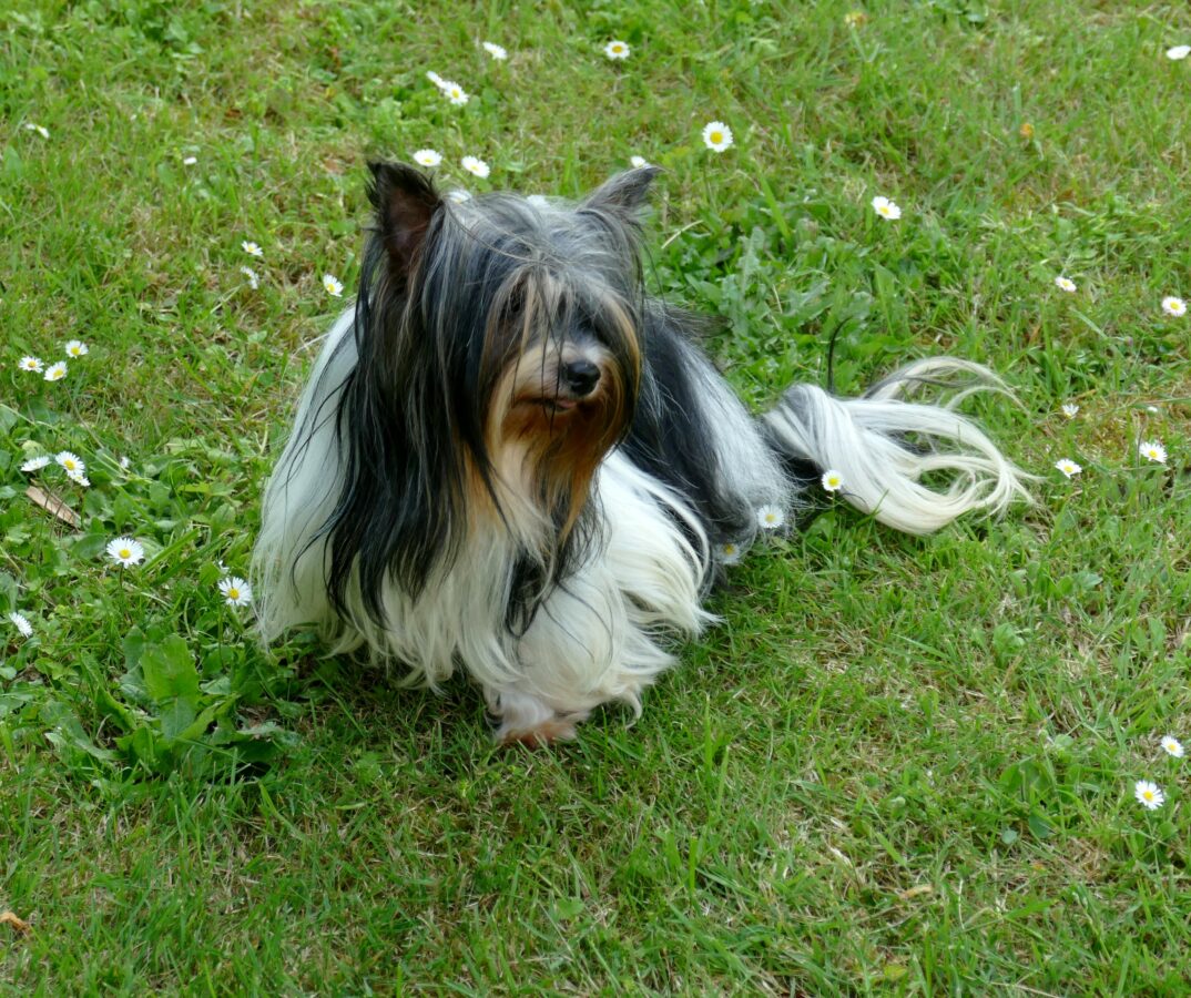 Salem, un de nos chiots biewer