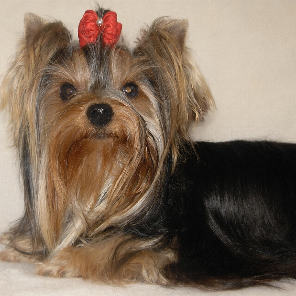 Femme Fatale de Xadelflor Femelle YORKSH IRE TERRIER LOF (2) Optimisée CHATGPT toilettage différence biewer yorkshire