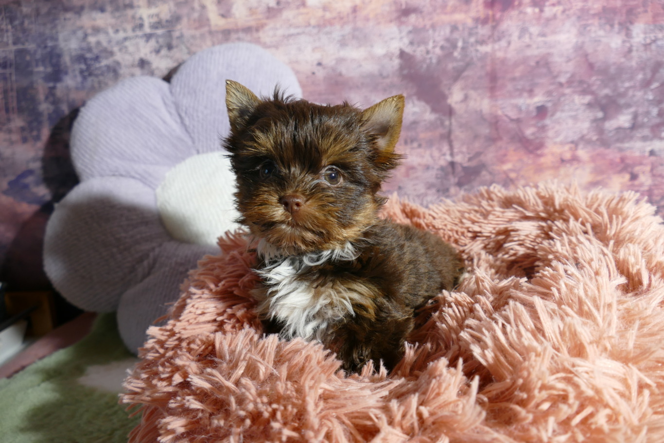 2026.05.19_chiot_bb_BIRDY_portee_unica_moris_02 Birdy, petit chiot choclat terrier