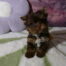 Birdy, petit chiot choclat terrier
