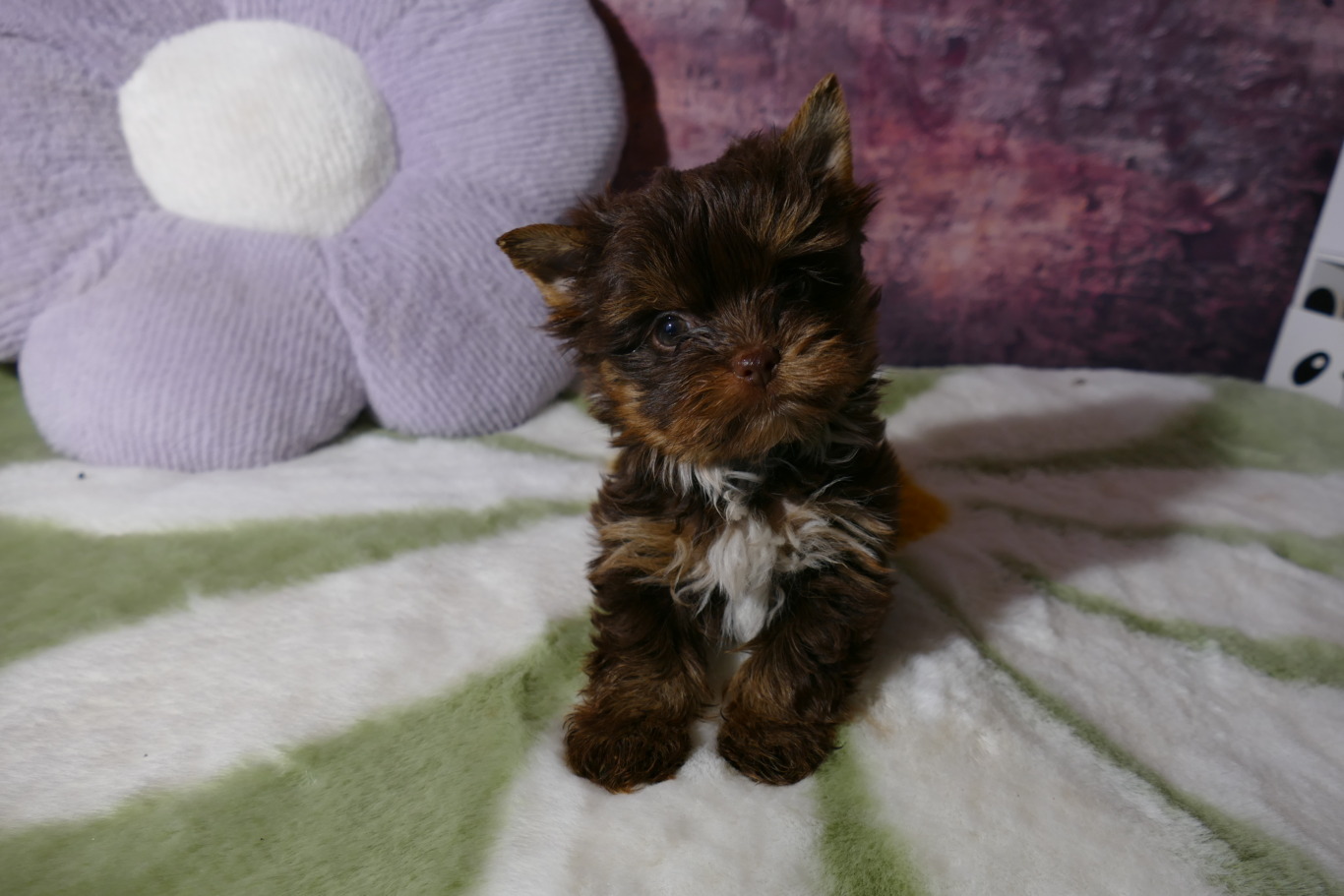 Birdy, petit chiot choclat terrier